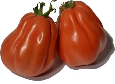 Ochsenherz-Tomate