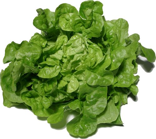Eichblatt Salat