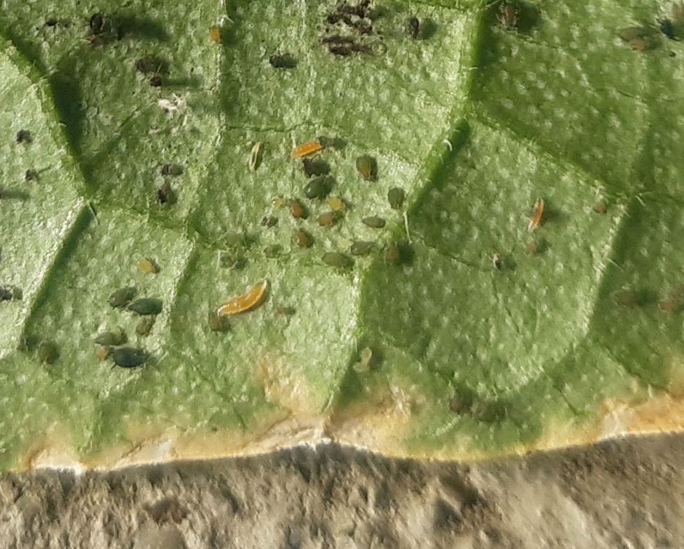 Läuse an den Gurkenpflanzen Reichenauer Gemuesekiste