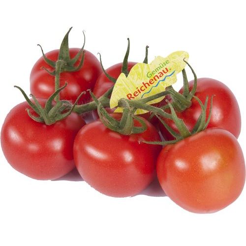 Tomaten Strauch